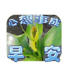 おはようございます祝福の挨拶-常緑の花（個別スタンプ：9）