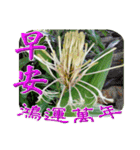 おはようございます祝福の挨拶-常緑の花（個別スタンプ：10）