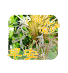 おはようございます祝福の挨拶-常緑の花（個別スタンプ：11）