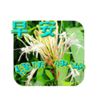 おはようございます祝福の挨拶-常緑の花（個別スタンプ：12）