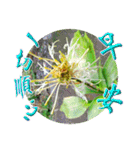おはようございます祝福の挨拶-常緑の花（個別スタンプ：14）