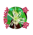 おはようございます祝福の挨拶-常緑の花（個別スタンプ：15）