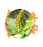 おはようございます祝福の挨拶-常緑の花（個別スタンプ：16）