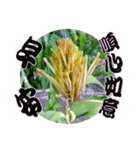 おはようございます祝福の挨拶-常緑の花（個別スタンプ：19）