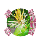 おはようございます祝福の挨拶-常緑の花（個別スタンプ：23）
