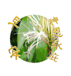 おはようございます祝福の挨拶-常緑の花（個別スタンプ：24）
