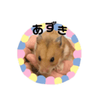 ハムスターのあずき（個別スタンプ：1）