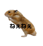 ハムスターのあずき（個別スタンプ：6）