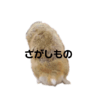 ハムスターのあずき（個別スタンプ：11）