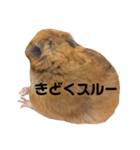 ハムスターのあずき（個別スタンプ：14）