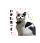 子猫のそらくん（個別スタンプ：1）