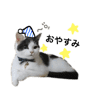 子猫のそらくん（個別スタンプ：2）