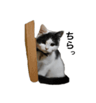 子猫のそらくん（個別スタンプ：3）