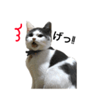 子猫のそらくん（個別スタンプ：4）