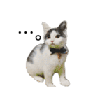 子猫のそらくん（個別スタンプ：5）