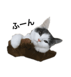 子猫のそらくん（個別スタンプ：6）