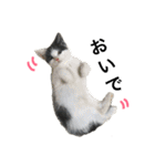 子猫のそらくん（個別スタンプ：7）