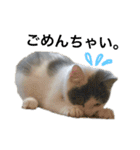 子猫のそらくん（個別スタンプ：9）