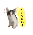 子猫のそらくん（個別スタンプ：10）