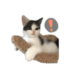 子猫のそらくん（個別スタンプ：11）