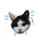 子猫のそらくん（個別スタンプ：12）