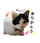 子猫のそらくん（個別スタンプ：13）