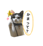 子猫のそらくん（個別スタンプ：14）