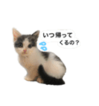 子猫のそらくん（個別スタンプ：15）