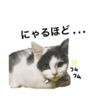 子猫のそらくん（個別スタンプ：16）