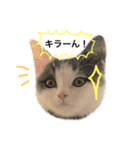 子猫のそらくん（個別スタンプ：17）