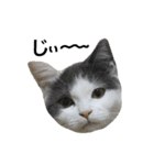 子猫のそらくん（個別スタンプ：18）