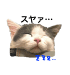 子猫のそらくん（個別スタンプ：19）