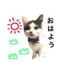 子猫のそらくん（個別スタンプ：21）