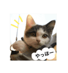子猫のそらくん（個別スタンプ：23）