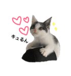 子猫のそらくん（個別スタンプ：25）