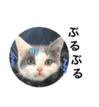 子猫のそらくん（個別スタンプ：26）