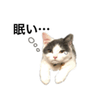 子猫のそらくん（個別スタンプ：27）
