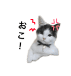 子猫のそらくん（個別スタンプ：29）