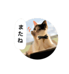 子猫のそらくん（個別スタンプ：30）