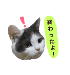 子猫のそらくん（個別スタンプ：31）