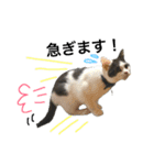 子猫のそらくん（個別スタンプ：32）