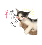 子猫のそらくん（個別スタンプ：33）
