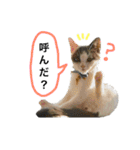 子猫のそらくん（個別スタンプ：34）