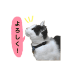 子猫のそらくん（個別スタンプ：36）