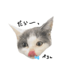 子猫のそらくん（個別スタンプ：38）
