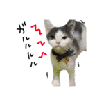 子猫のそらくん（個別スタンプ：39）