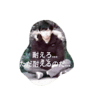 にーかぶのえぽた（個別スタンプ：6）