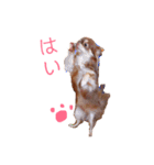 茶色いチワワのももちゃんスタンプ40（個別スタンプ：1）