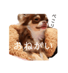 茶色いチワワのももちゃんスタンプ40（個別スタンプ：4）