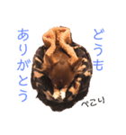 茶色いチワワのももちゃんスタンプ40（個別スタンプ：9）